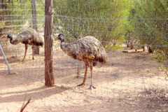 Emu's