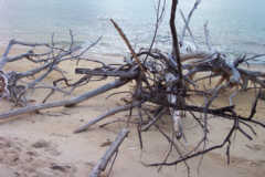 Artsy driftwood shot