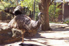 Emu's too