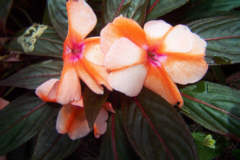 Orange Plant