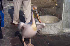 Mykonos Bill - The Pelican